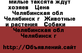 милые таксята ждут хозяев › Цена ­ 3 000 - Челябинская обл., Челябинск г. Животные и растения » Собаки   . Челябинская обл.,Челябинск г.